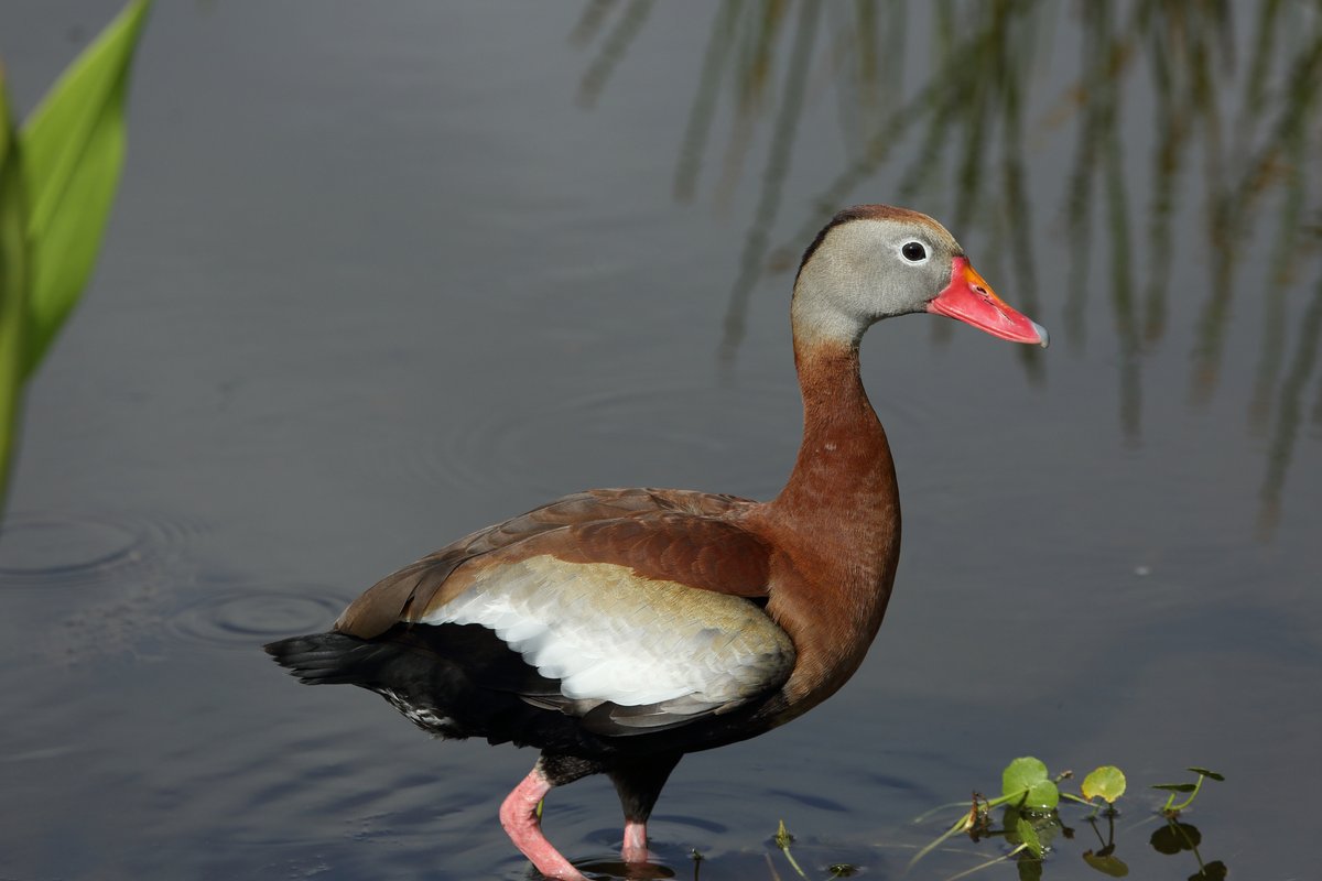 🎨Calling all artists! LDWF just announced the featured species for the 2025 Louisiana Duck Stamp competition: the black-bellied whistling duck (pictured here). Entries will be accepted from Oct. 14-Oct. 22, 2024. Full details: buff.ly/3TcXeIy