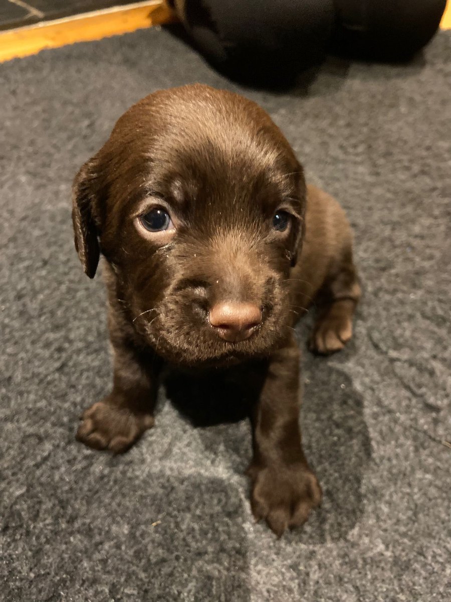 Three and a half weeks old and already take a cracking photo 🐶 #NalaAndRufus