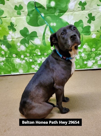 Stray intakes for 3/6/24.
Locations found listed on each picture. 

If yours, please come to PAWS Mon, Tues, Thurs, Fri, or Sat from 12-5 pm to reclaim or email pawsrescue@andersoncountysc.org.