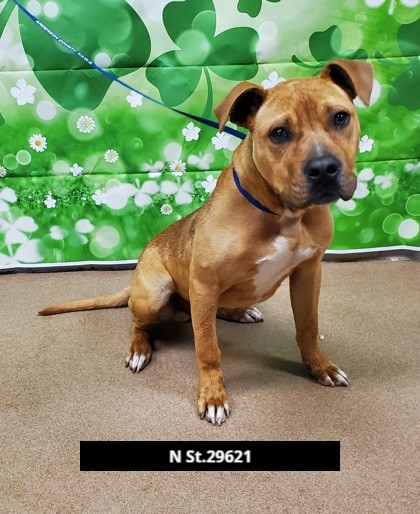 ACAS_PAWS's tweet photo. Stray intakes for 3/6/24.
Locations found listed on each picture. 

If yours, please come to PAWS Mon, Tues, Thurs, Fri, or Sat from 12-5 pm to reclaim or email pawsrescue@andersoncountysc.org. https://t.co/bzxGdeAj7x