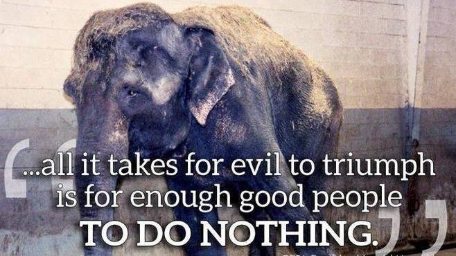 Stacy09804068's tweet photo. #RetireLucy #SanctuaryForLucy #HelpLucy https://t.co/RYWD3wyHsE