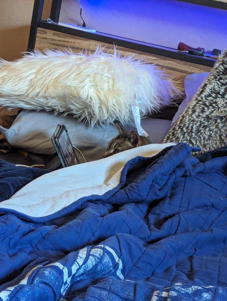 RedlarH's tweet image. This cat is an iPad kid