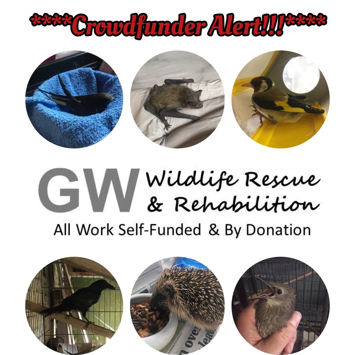 I’ve set up a Crowdfunder to raise funds to let me purchase a new shed to house rescues &amp; also to register GW Wildlife Rescue &amp; Rehab as an Animal Welfare Establishment which will allow me to care for 8 or more rescues at once.
Any donation appreciated

crowdfunder.co.uk/p/raise-funds-…