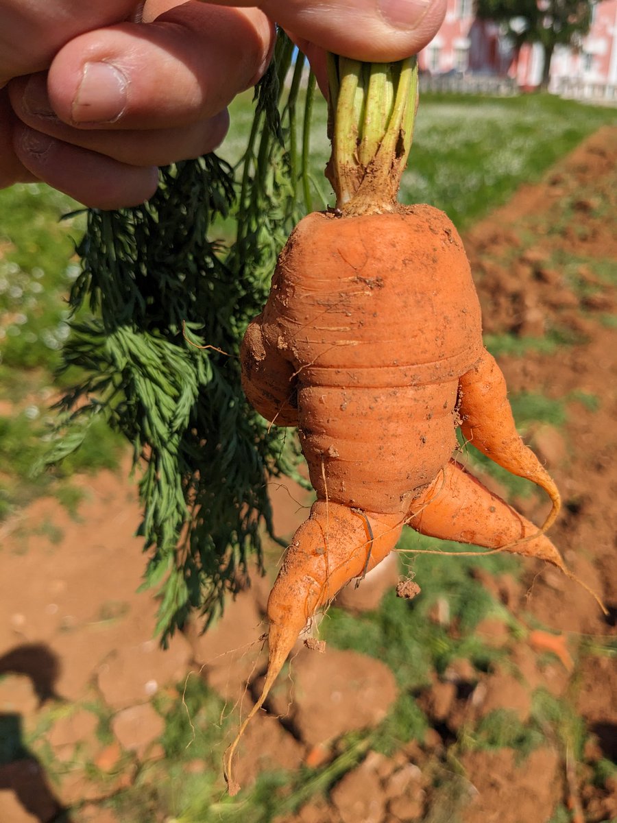 Nematode infection is a common cause of carrot forking. The farmer has considerable loss of marketable yield from forking. I am sampling to find out if nematodes are the culprit
