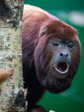 downsin's tweet photo. A monkey post a day until $BTC hits 100k: Day 871. https://t.co/QKm8ht9Crl