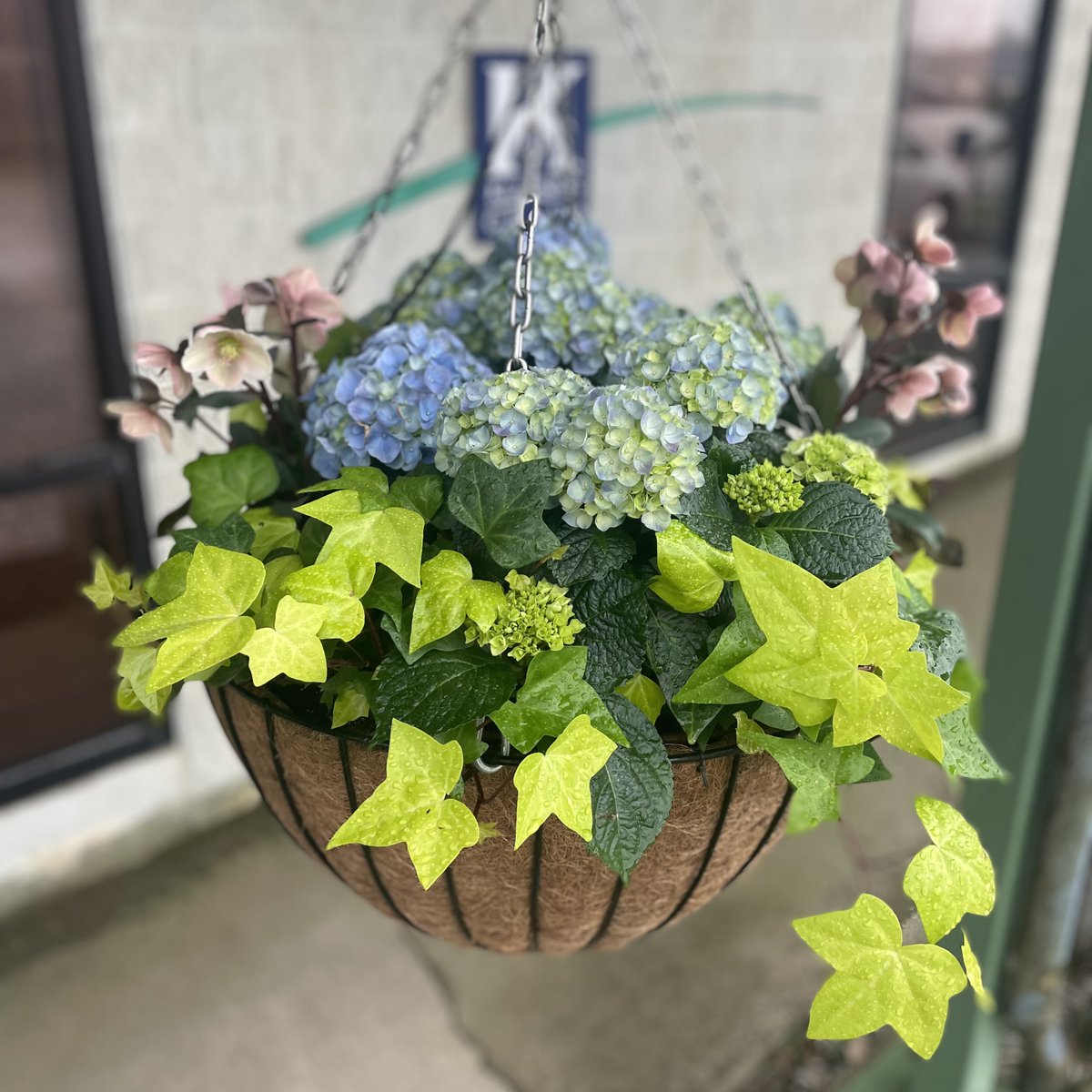 Our hanging baskets look super! Yours could too.