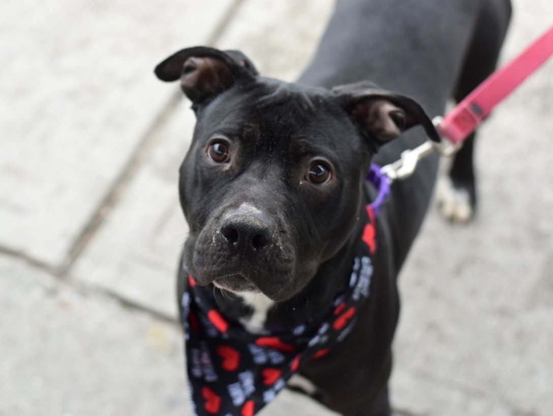 MyBoxerLuvMac1's tweet photo. 💔Chuck💔
#NYCACC #191177 1y
▪️To Be Killed: 3/7💉
▪️⬇️$200 Pledges

Precious sweetie's💔, surr 4 no time.
Beautiful, black beauty!
Adores all ppl, playful, c.trained.
Needs loving, N.East #Adopter/#Foster, 4 security, 2 blossom into yr BFF.
Pls #pledge
DM @notthesameone2
💞Chuck https://t.co/Aa1db8MBJS