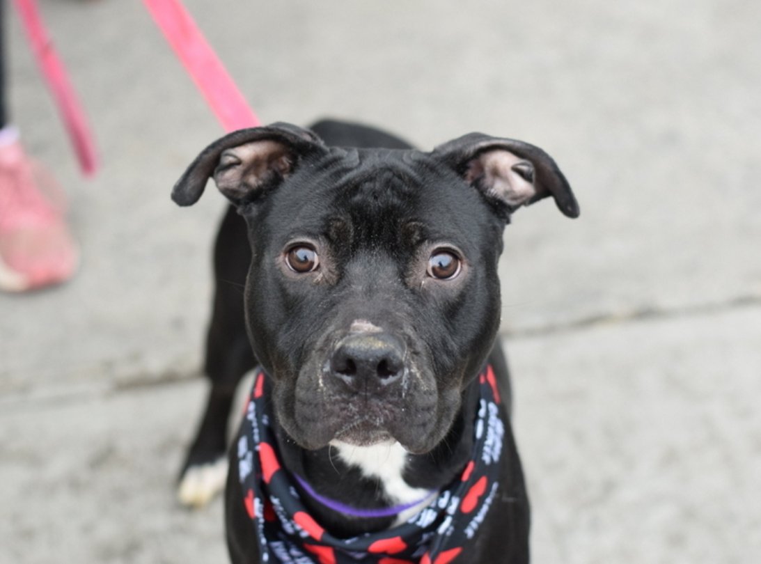 MyBoxerLuvMac1's tweet photo. 💔Chuck💔
#NYCACC #191177 1y
▪️To Be Killed: 3/7💉
▪️⬇️$200 Pledges

Precious sweetie's💔, surr 4 no time.
Beautiful, black beauty!
Adores all ppl, playful, c.trained.
Needs loving, N.East #Adopter/#Foster, 4 security, 2 blossom into yr BFF.
Pls #pledge
DM @notthesameone2
💞Chuck https://t.co/Aa1db8MBJS