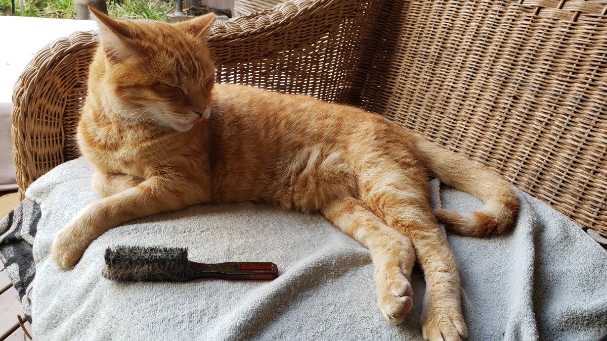 Biskitty_Boy's tweet photo. #LinkedInisDown - at last, Biscuit smonche and brushies! https://t.co/UhSVCWT2u6