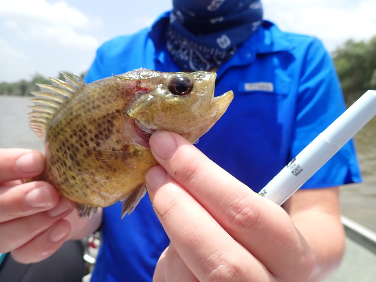 Coastal Conservation and Restoration Ecology Lab tweet media