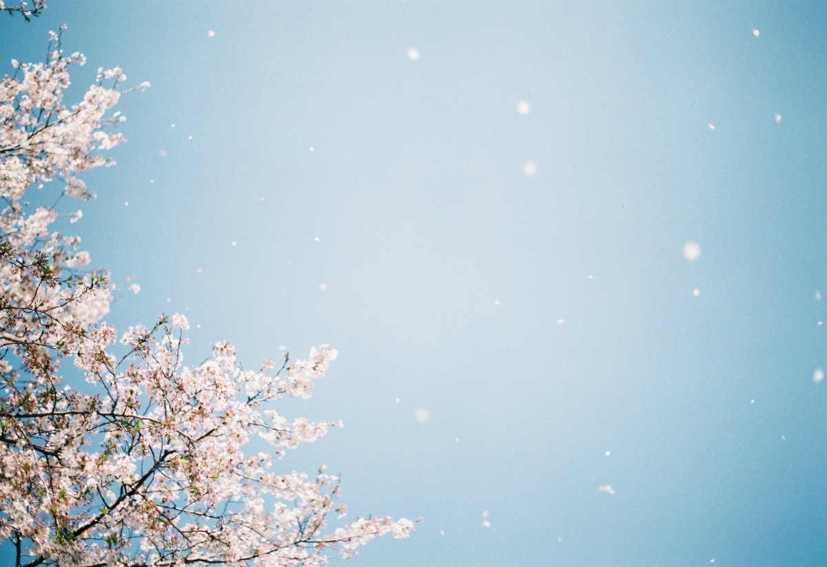 ヌイグモ tweet media