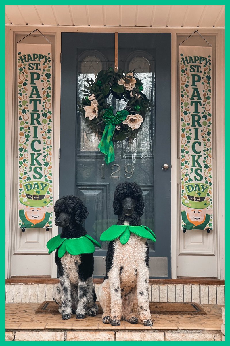 After being chastised for digging in the mud on this rainy afternoon the Children of the Corn were not enthusiastic about the St Patty’s themed photo op.