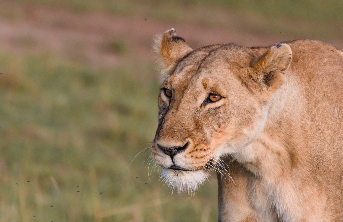 Lioness from Marsh Pride | Masai Mara | Kenya
That Grace and the Power. You will never see them anywhere. Keep them safe.
#marshpride #earthcaptures #lioness #Protectlions #lionsofmasaimara #nationalparkgeek #savannah #bownaankamal #natgeoafrica #maasaimara #lions #lion…