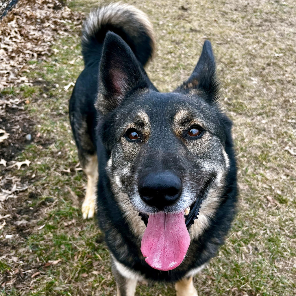 AWESOME DOG ALERT: Chase is looking for a family who will help him gain confidence and show him how great being a dog can be! Interested in adopting Chase? Contact Kathryn at kvry@arl-iowa.org to schedule a time to meet him! Learn more about Chase: ow.ly/zTZ650QN5Oe