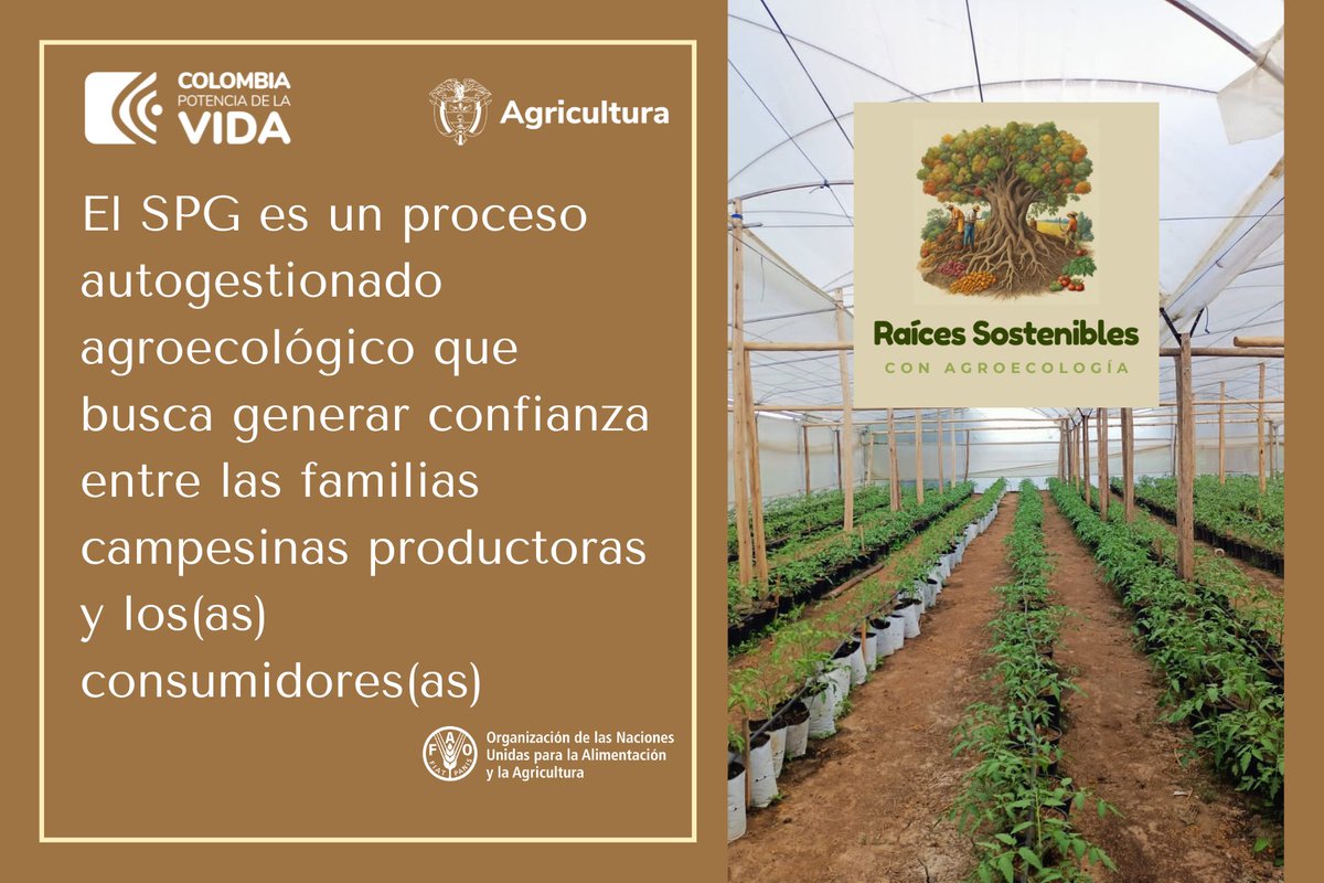 FAO_Colombia's tweet photo. 🥕 ¿Sabías que puedes promover el consumo responsable a través del Sistema Participativo de Garantía y apoyar a los(as) pequeños(as) productores(as).
Entérate: https://t.co/CRHIaLHOn4
Por un futuro más sostenible y respetuoso con el ambiente!

@MinAgricultura @elmeridiano_co https://t.co/qDexeuW67U