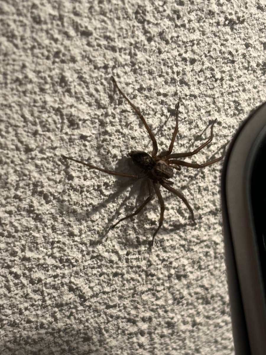jolandacares's tweet photo. Kom je zojuist na een lange dag van werken en vergaderen thuis…krijg je dit welkomscomité 😱 Wat heb ik gedaan in mijn leven dat ik dit verdiend heb…😵‍💫 #exposuretherapie #whyme #dontlikespiders #helpme #sos #houseforsale https://t.co/xbmsnJiEwK