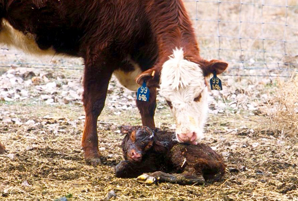 Whether the calf was pulled or born without intervention, this new decision-tree can help you decide what to do next. canadiancattlemen.ca/calving/tips-f…