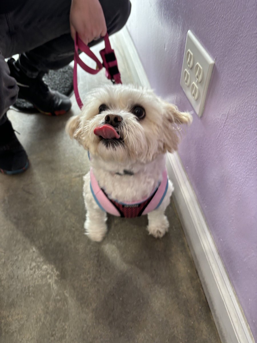 Our Scrumptious Treats make all Pups Happier❣️ #kahuelobakery #hermosabeach #southbaydogs #dogtreats #dogsofinsta #dogbakery #dogcake #dogsnack #healthydogtreats #handmade #dogslove #handmadetreats #allegyd