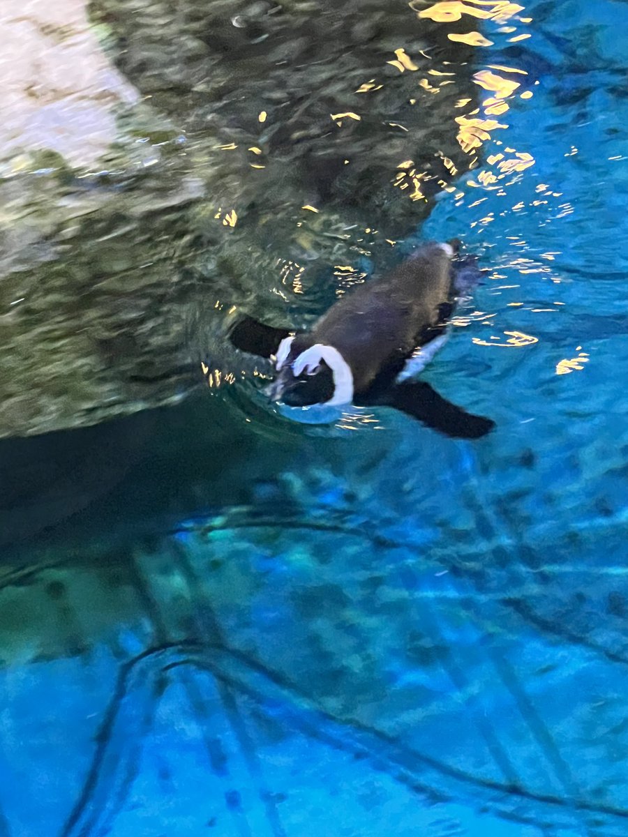 Boston Aquarium! Might not be a big as Atlanta but still enjoyable! #mvboston24