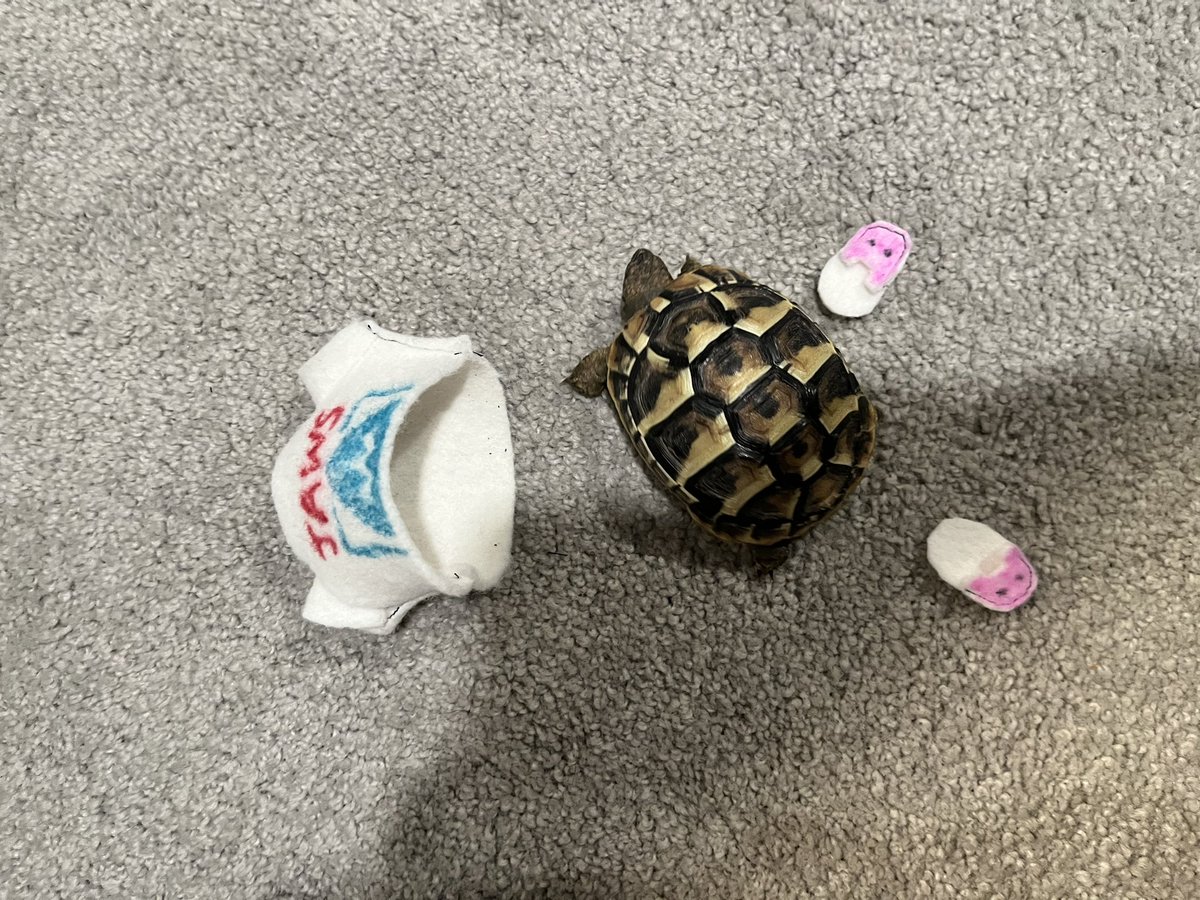 fancylemongecko's tweet photo. Ur @DocJWatsonMD my turtle is cosplaying you... 

#sherlockandco #hermanntortoise https://t.co/YoVKYvaUNP
