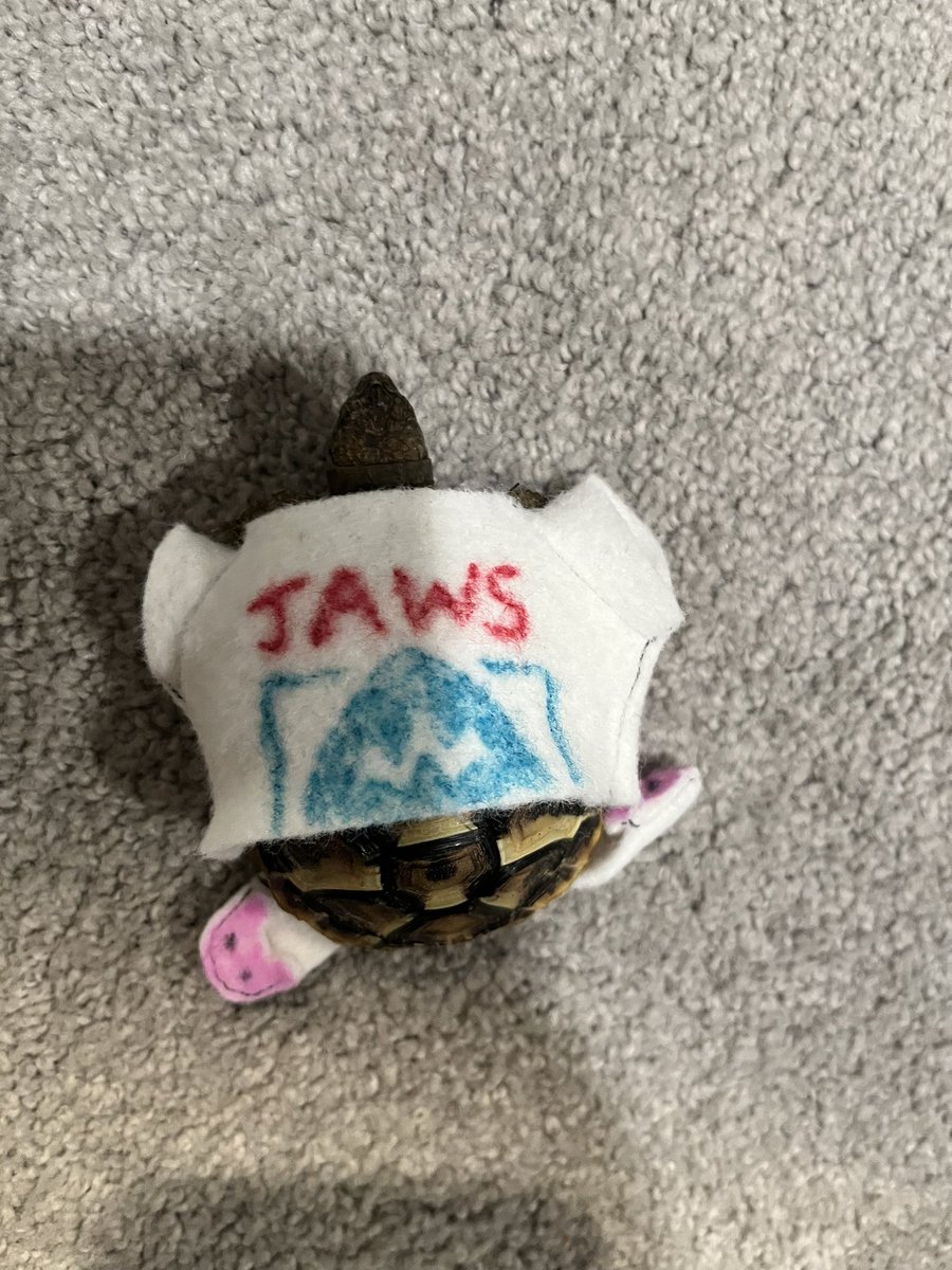 fancylemongecko's tweet photo. Ur @DocJWatsonMD my turtle is cosplaying you... 

#sherlockandco #hermanntortoise https://t.co/YoVKYvaUNP