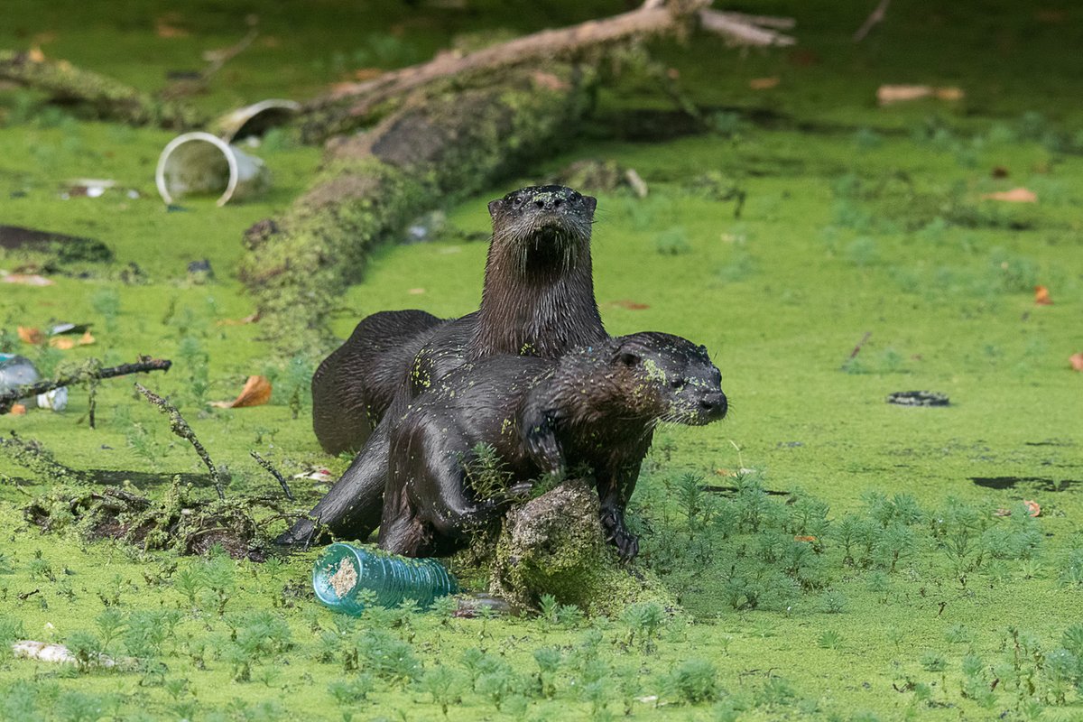 TennCLEANAct's tweet photo. One of the many examples of how litter impacts the environment and the wildlife in it. Our wildlife deserve better. We deserve better. 

📷 Scott Robertson https://t.co/KhDUvN6DkS