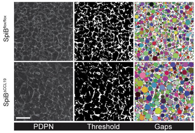 Yannick Alexandre (@yannoudesbois) on Twitter photo Delighted to share my first senior author paper published in <a href="/ImmunolCellBiol/">ICB - the journal</a> with <a href="/hlhorsnell2/">hlhorsnell</a> and <a href="/SMuellerLab/">Scott Mueller</a> that describes a role for the TF SpiB in lymph node fibroblastic reticular cells and CD8 T cell responses doi.org/10.1111/imcb.1… <a href="/TheDohertyInst/">Doherty Institute</a> Delighted to share my first senior author paper published in <a href="/ImmunolCellBiol/">ICB - the journal</a> with <a href="/hlhorsnell2/">hlhorsnell</a> and <a href="/SMuellerLab/">Scott Mueller</a> that describes a role for the TF SpiB in lymph node fibroblastic reticular cells and CD8 T cell responses doi.org/10.1111/imcb.1… <a href="/TheDohertyInst/">Doherty Institute</a>