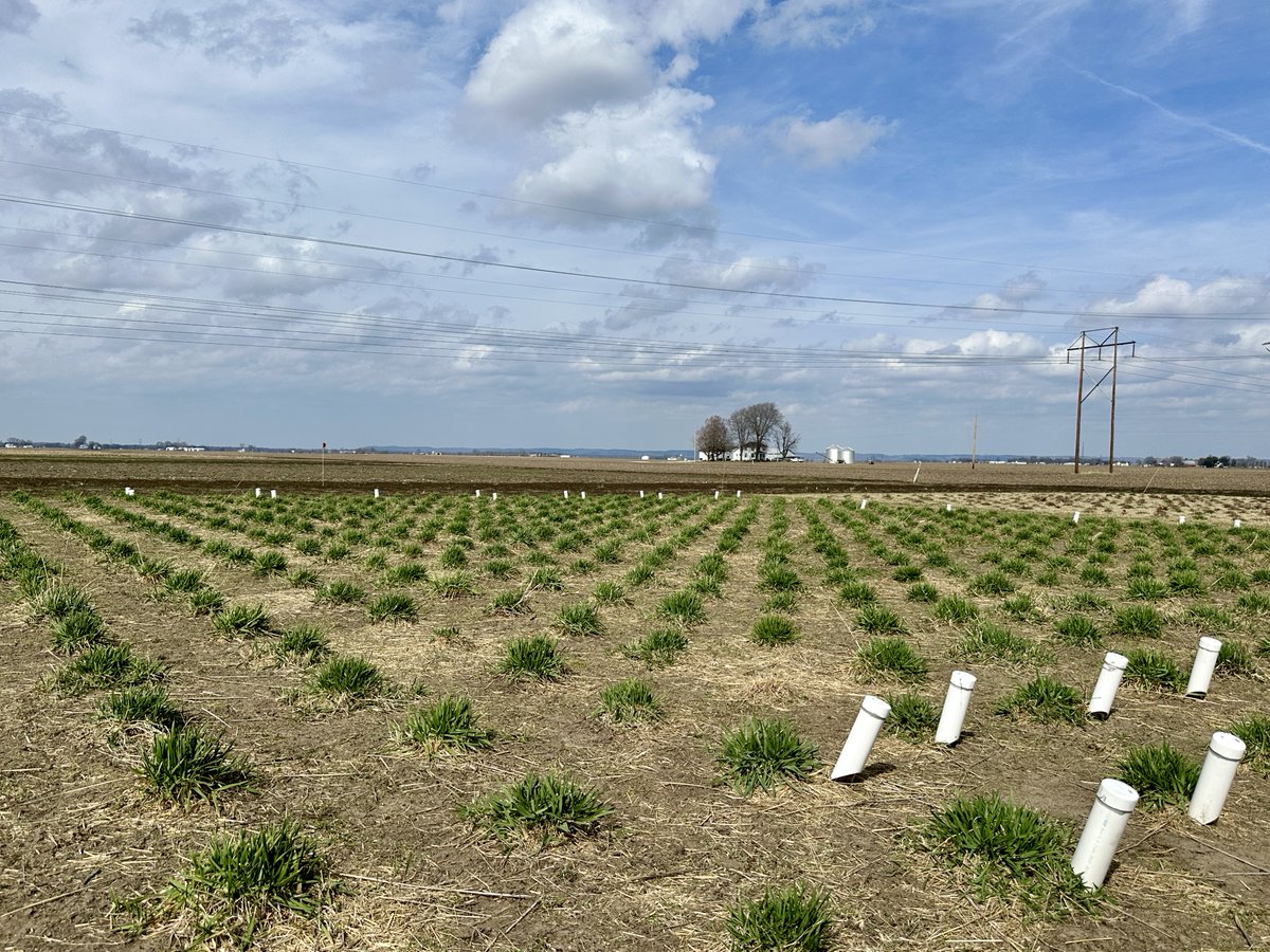 ajmiller4233's tweet image. What brings me #plantjoy is seeing perennial grain crop Intermediate wheatgrass thriving in March in StL. More joy will come in imaging their roots in these minirhizotron tubes, right @mthanlon &amp;amp; @matthewjrubin? @Botanical_