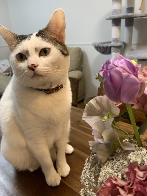 Twitterのコスプレ画像4