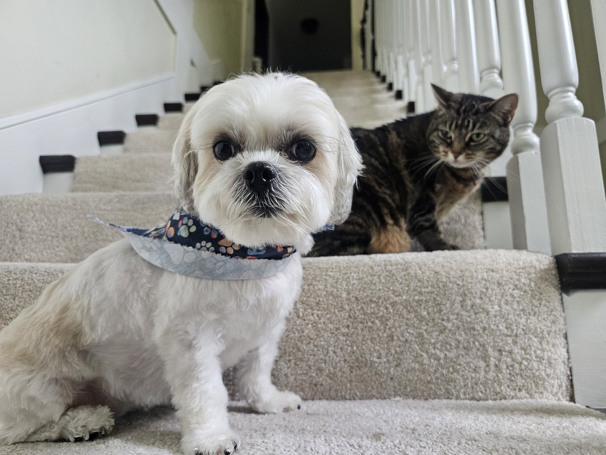 Dead Meat tweet media