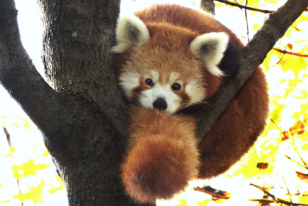 RedPandaEveryHr's tweet photo. https://t.co/NUi4JNhQxt