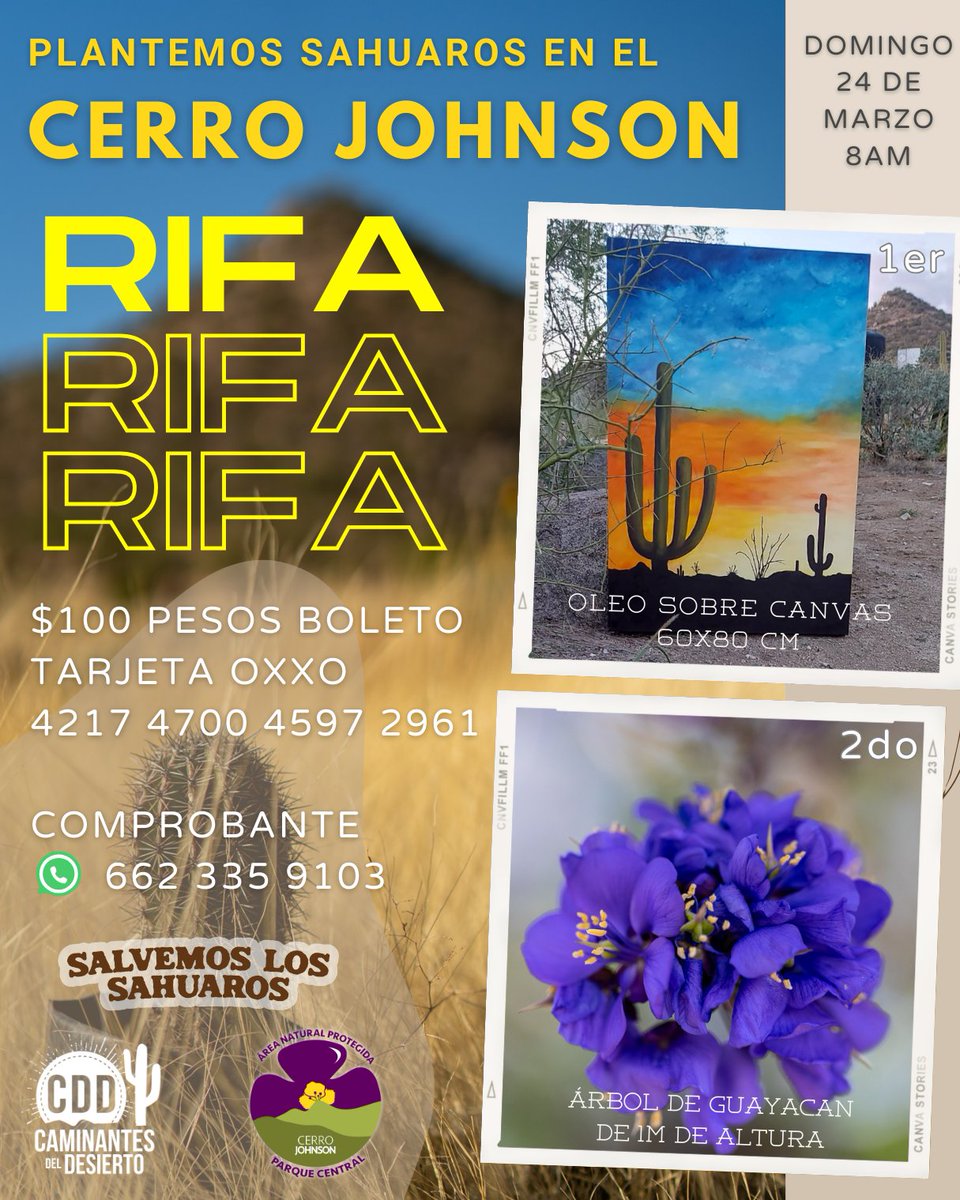 CDDesierto's tweet photo. Apoya al Cerro Johnson con la compra de un boleto para adquirir los sahuaros que se plantarán el próximo Domingo 24 de Marzo a las 8AM. 

Costo del Boleto: $100 
Tarjeta Oxxo: 4217 4700 4597 2961
Números disponibles: https://t.co/ep7Nd0B94E
Enviar comprobante whatsapp 6623359103 https://t.co/5mM5hShPP9