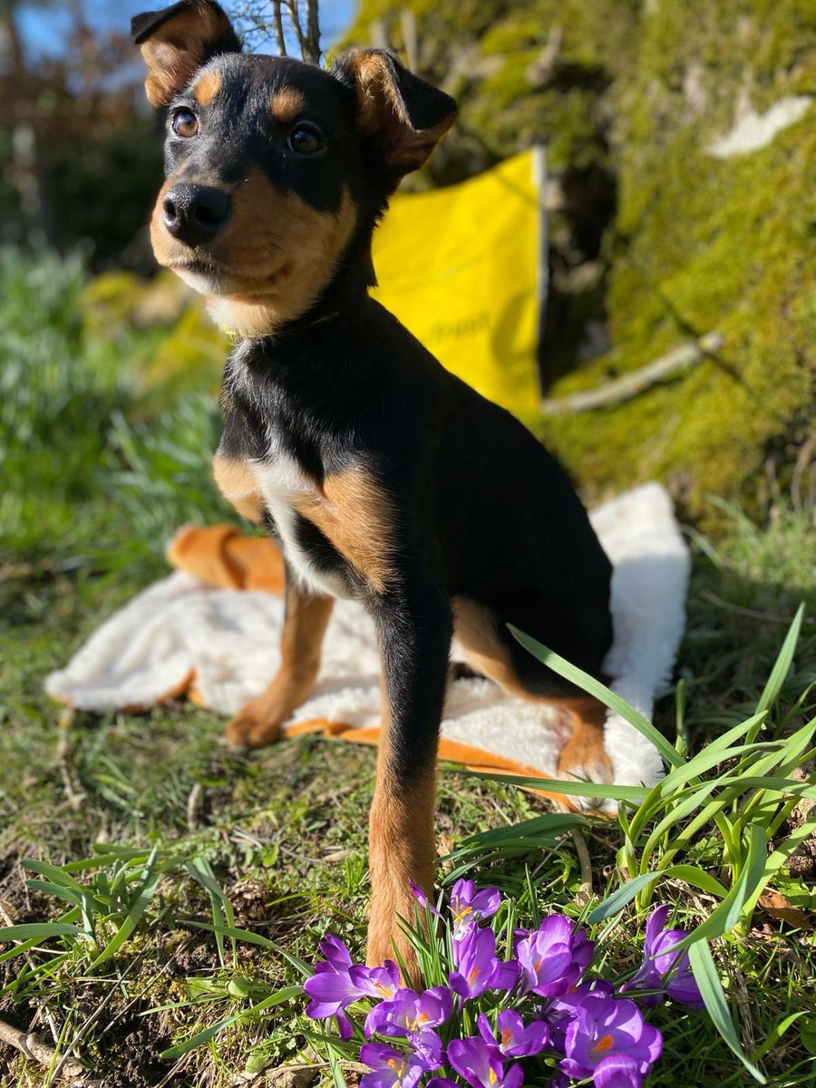 DT_Cumbria's tweet photo. Ness has found a #foreverhome #pawfectmatch #colliepup @DogsTrust https://t.co/rSRgFSJDhK