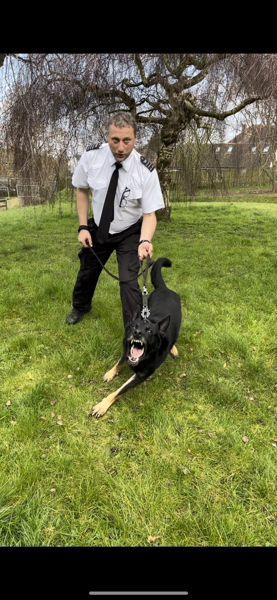 Congratulations to GPD Hades and his handler on another successful annual license, this team have been together for 2 years now and have just completed thier 3rd license together, they help to keep @hmpbelmarsh safe and secure 👏👏👏 #workingdogs #HMPPS #MOJ #NDTC