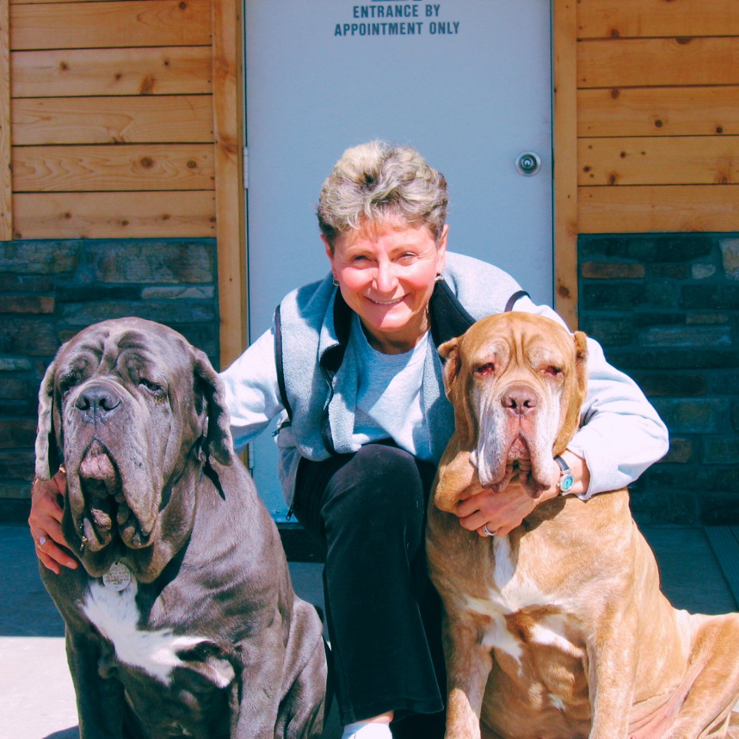 After losing their Mastiff, Lavinia, to osteosarcoma, Robyn Roth and Mack McKinley chose to donate part of their estate to the OSI to ensure better outcomes in the future of canine bone cancer. Create a lasting impact on cancer care with planned giving at osinst.org/donate/#planne….