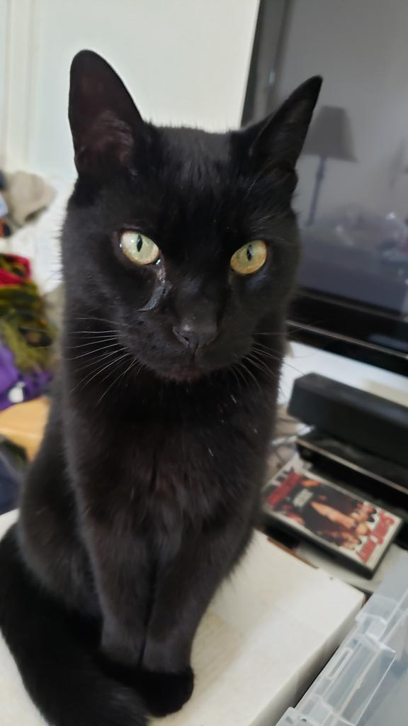 dekebridges's tweet photo. Partner in crime...
He's as guilty as he looks.
๐ป #CatsOfTwitter #MiloCat https://t.co/Aa1M3vyzsH