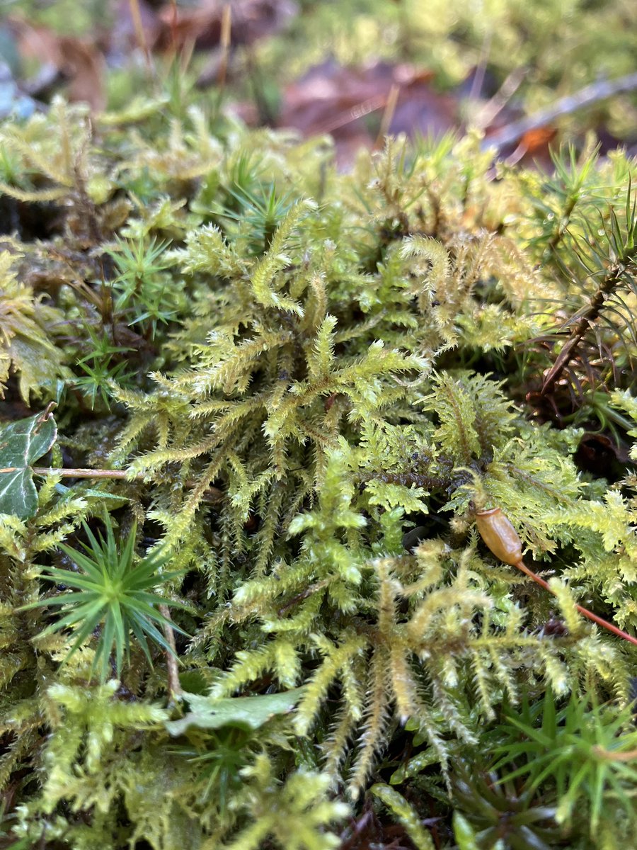 EvaFreegard's tweet photo. Data collection app testing is a great excuse to get out in the sunshine! Looking at #limestone and  #bryophytes to the sound of booming #bitterns at Gait Barrows NNR made a great start to the week 🌿🪨

#botany #surveyor #plants #limestonepavement #nature #ecology https://t.co/zhpVWHECKC