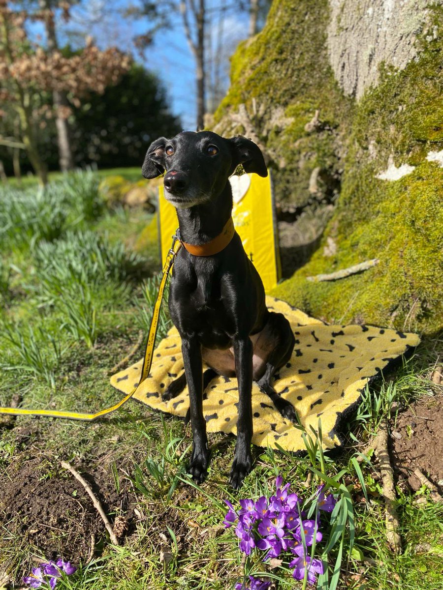 DT_Cumbria's tweet photo. Wonderful whippet cross Tillie has found a #pawfectmatch through our adoption applications process. #whippetcross #AdoptDontShop @DogsTrust https://t.co/Zc5eiDjEaV