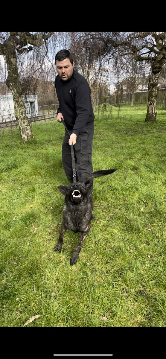 A huge congratulations goes to newly qualified GPD Archer and his handler. This team will be working at @HMPWhitemoor Well done on passing your course at @hmpbelmarsh 👏👏👏 #HMPPS #MOJ #WORKINGDOGS #NDTC