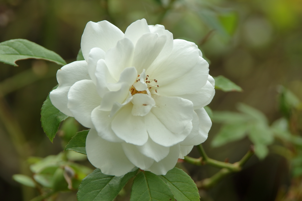 For #RoseWednesday here's an 'Iceberg', (not the one that sank the Titanic).