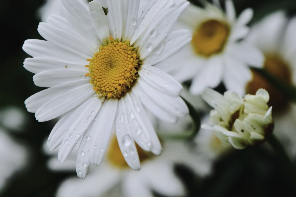 ┊✿✿ ⿻⇣

اللَّهُم أنت ربّي لا إله إلا أنت
خلقتنـِـي و أنا عبــدُك
و أنا عَلىٰ عَهدِك و وعْدِك ما أستطَعت
أعـُوذ بك مِن شـَـر ما صَنعت
أبـُوء لك بـ نعمتك عَـلَيّ 
و أبـُوء لك بـ ذَنبي فـ اغفِرلي
فَـ إنـّه لا يغفِر الذنوب إلا أنت 🌼 ،،

✿.¸¸.•°˚˚°✿
#ابنة_الهدوء ♤••