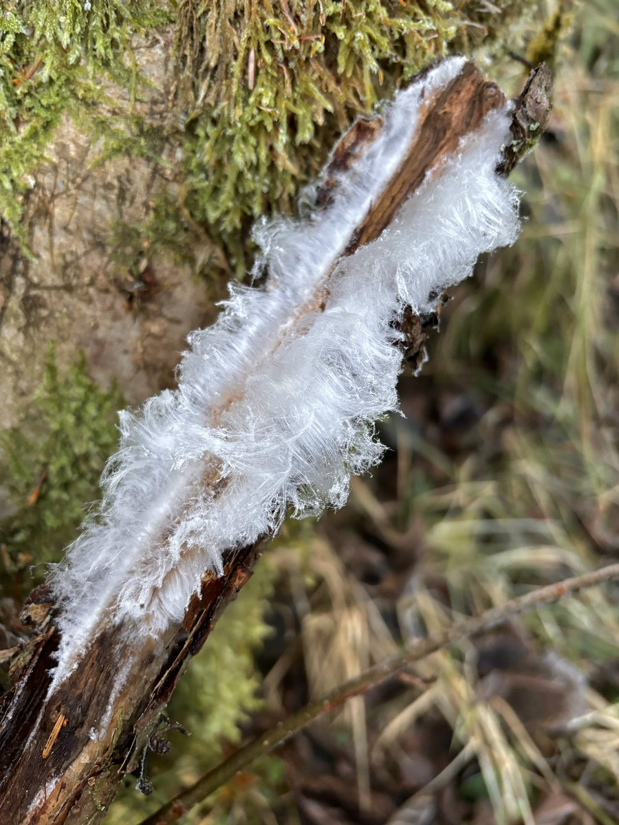 EvaFreegard's tweet photo. Some frosty shots taken doing England Peat Map (#EPM) surveys around #Kielder at the end of last year. The first time I’ve ever seen hair ice and it turns out #sphagnum might look even more pretty when frozen! ❄️🌲

#ecology #botany #NCEA #NE #Northumberland #peatlands #hairice https://t.co/KgsXuIvs6P