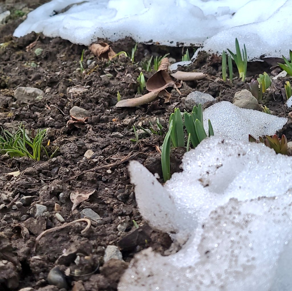 お前ら、正気か！？

と思う植物たちの生命力。

放ったらかしだが、毎年芽が出て花も咲く不思議よ。