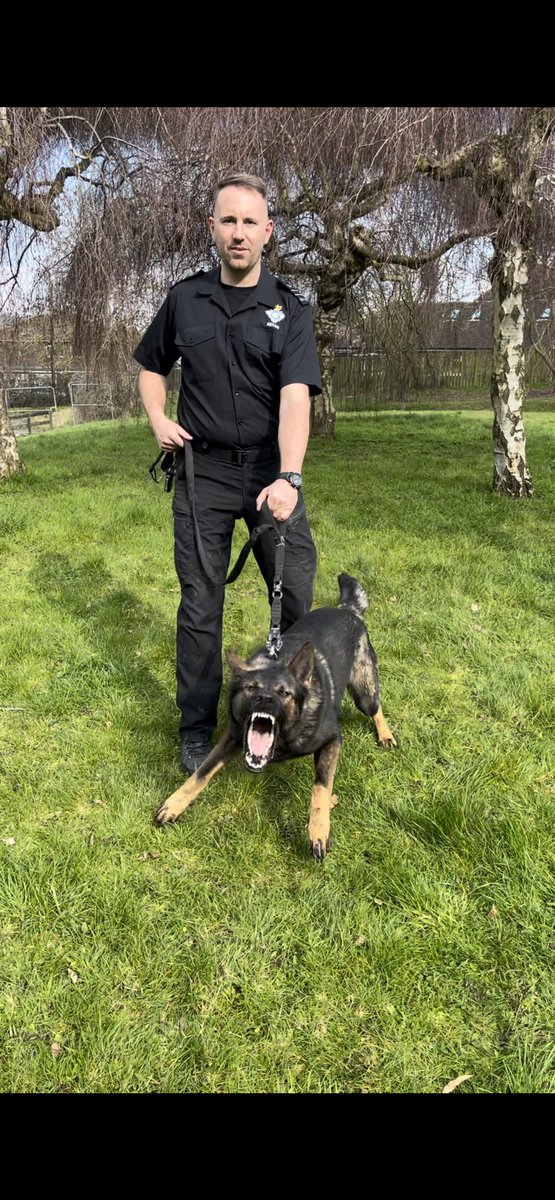 Congratulations and well done to GPD Sully and his handler on passing thier initial course at @hmpbelmarsh NDTC. This GP team will be working as part of the NDTSG who help to keep our prisons safe. 👏👏👏 #HMPPS #MOJ #nationaldogtrainingcentre