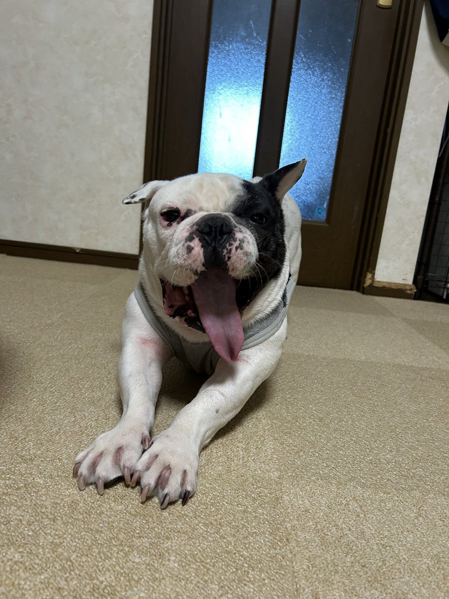 おはようございます。
やっと起きて来ました😁

#フレンチブルドッグ
#ふれぶる
#frenchbulldog