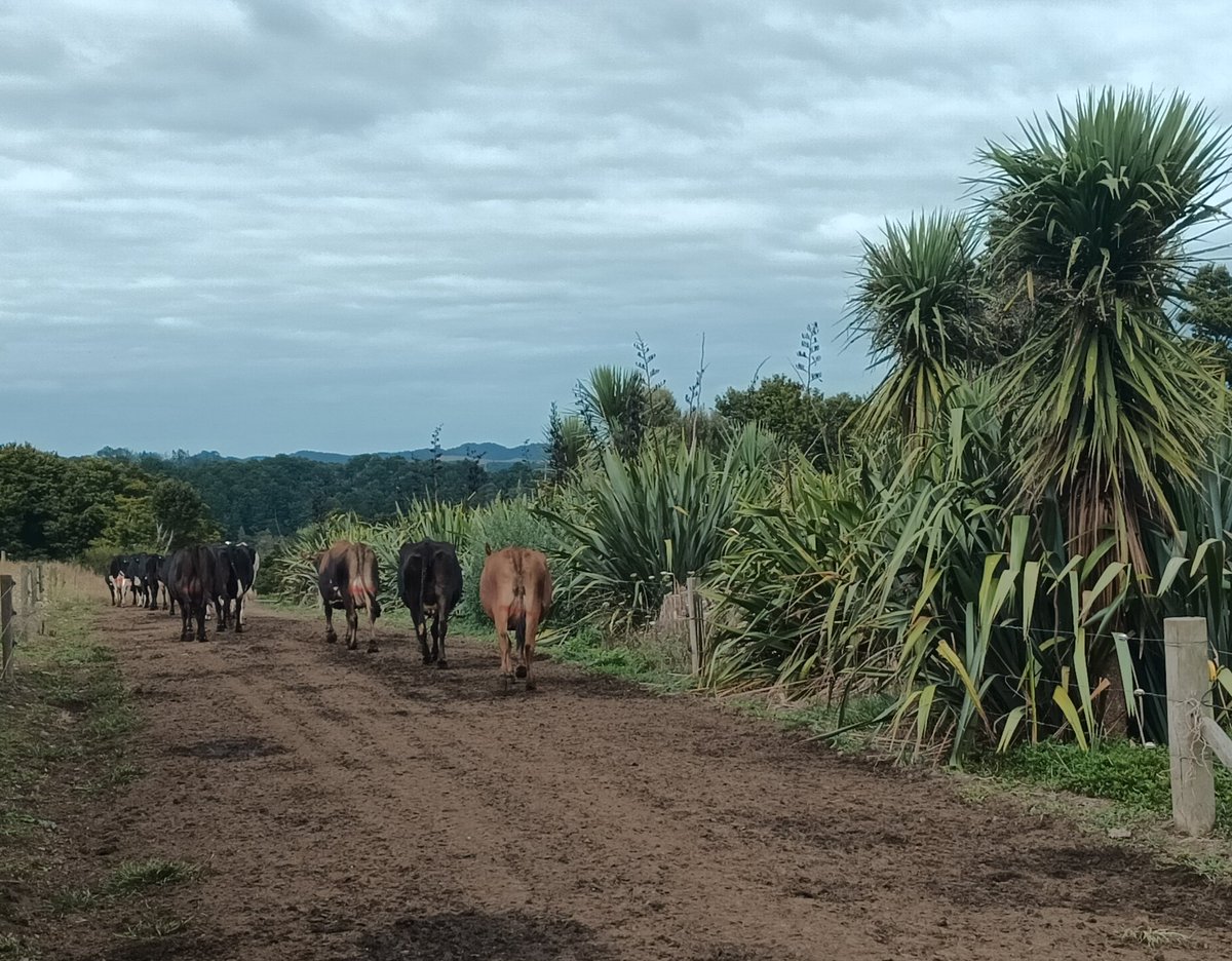 That's a wrap for the 23/24 season for us, dried the last of the cows off this morning. Now to start preparing for calving in a couple of weeks time 🥛