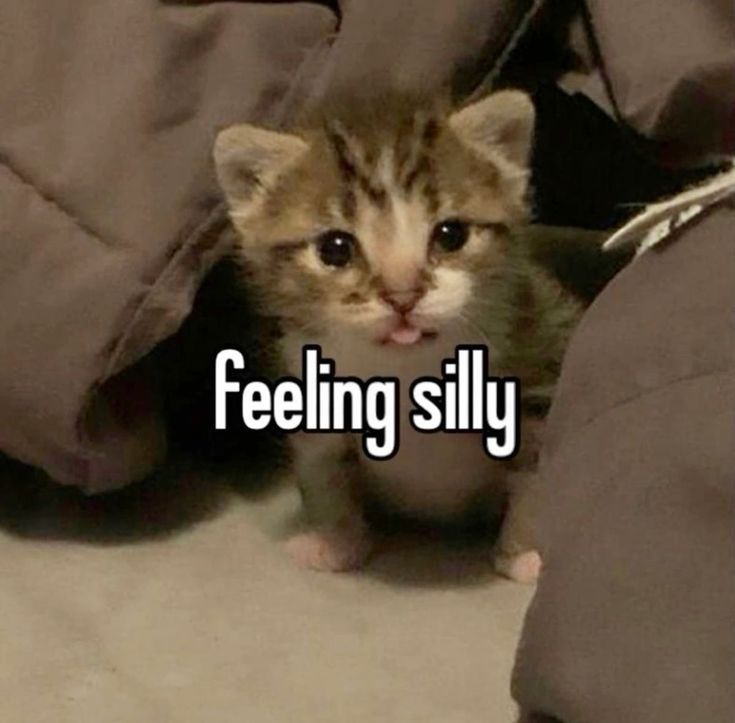 ‧͙⁺˚･༓☾ B Son ☽༓･˚⁺‧͙ (@bshrimpworld) on Twitter photo 