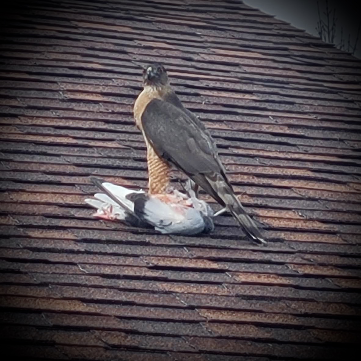 Trump and Haley posed for a post-Super Tuesday photo op this morning.