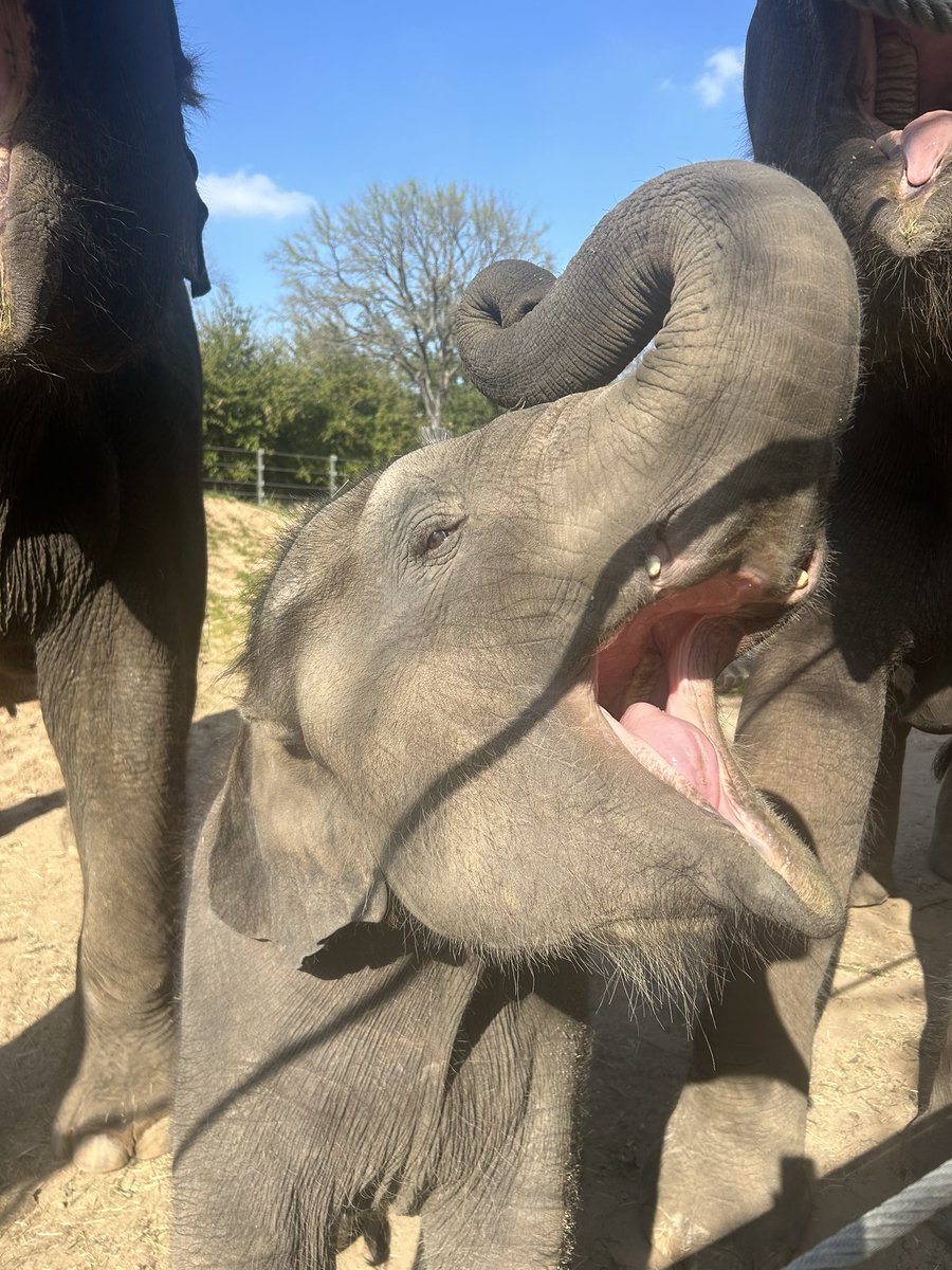 Travis is giving us something to smile about … little man is getting his tusks! 🥹🐘

📸: zookeeper Holly