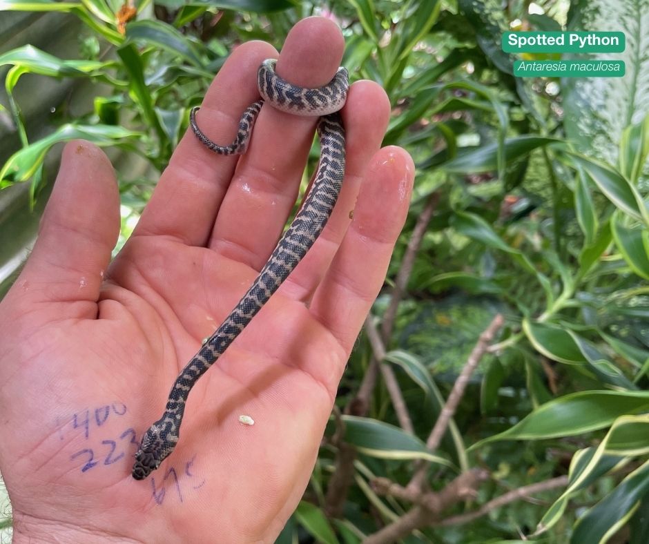 awconservancy's tweet photo. High levels of rainfall + humidity = prime time for hungry snakes in Far North Queensland, as prey populations boom.
π· N Stock/AWC. π Piccaninny Plains Wildlife Sanctuary (Wik and Wik Way Country)
#AWC #AustralianWildlife #Snakes #AustralianSnakes #Deadly #Queensland https://t.co/HSo4QZ2MZG